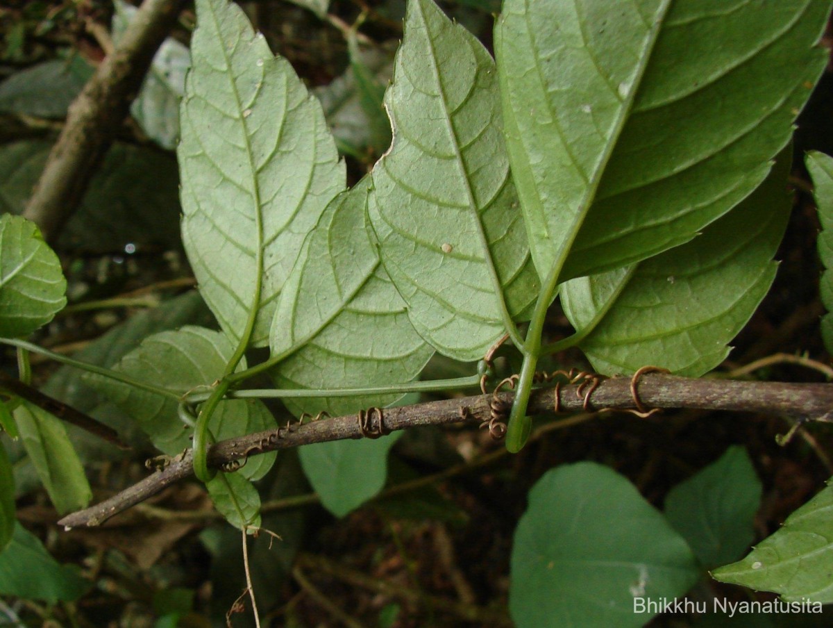 Gynostemma pentaphyllum (Thunb.) Makino